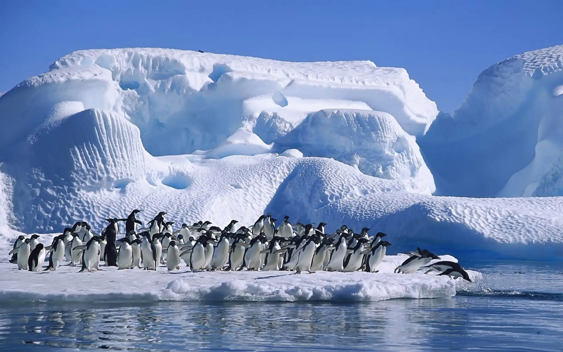penguins-flock-jump-ice-snow-Antarctica-1088418-wallhere.com
